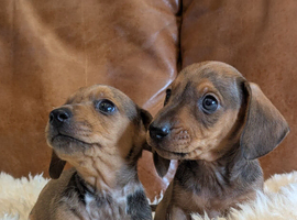4 miniature dachshund puppies