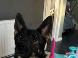 Female German shepherd for sale