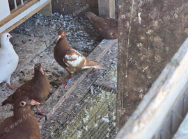 Meulemans