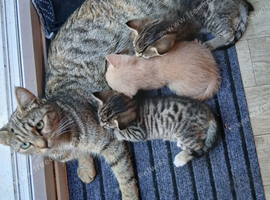 Beautiful Tabby kittens for sale