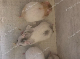 Baby Syrian Hamsters