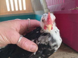 Serama cockerel 3 months old