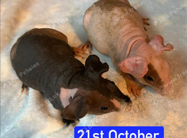Skinny Pig Boars