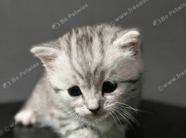 Adorable Silver Tabby Kittens &ndash; Playful, Sweet
