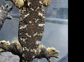 3 year old leachie female (nu ana) well handled and rtb