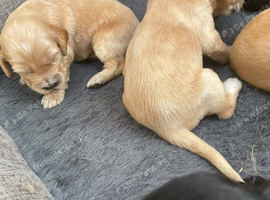 Cockerdor puppy's!