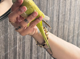 Beautiful hand reared baby Quaker parrot