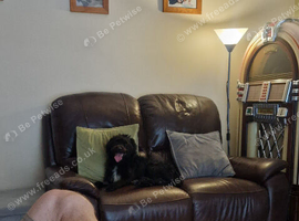 3 year old patterjack