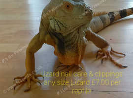 2nd chance reptile rescue/Leicestershire