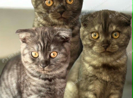 3 Full Pedigree Scottish Fold Girls