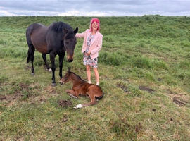 Tb mare in foal