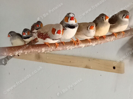 Zebra finches mixed read description