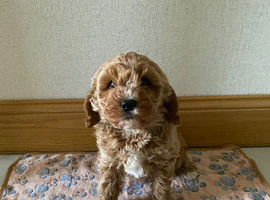F1 Cavapoo Ready Now
