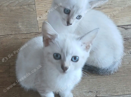 4 lovely bengal kittens 3 boys 1 girl