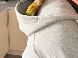Silly tame hand reared Green cheeked conures