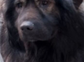Male Caucasian shepherd