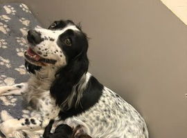beautiful cocker puppies