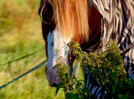 Ultimate confidence giver, hacks alone and in company, 14.3hh, 9 years old.