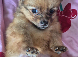Fox face pomeranian puppys