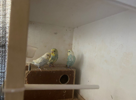 Female adult budgie wanted in Birmingham