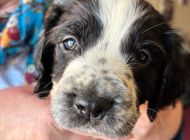Male cocker spaniel puppy