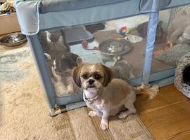 Shih Tzu puppies for sale