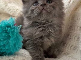 Beautiful Maine Coon /Scottish fold/point mix kittens ready on the  10th of May We have 5 adorable kittens looking for loving homes. They are a lovely