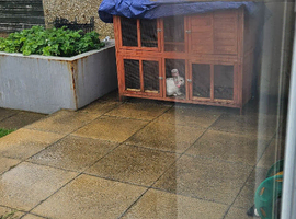 Rabbits cage