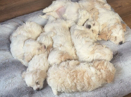Cavachon pups for sale