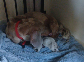 Miniature dachshund puppies