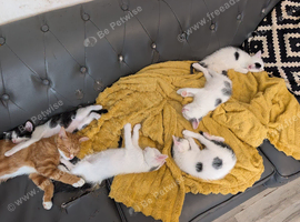 Kittens Ready to Leave