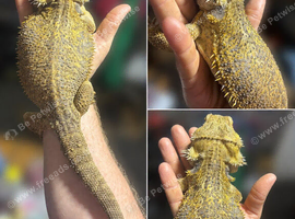 Adult citrus bearded dragon