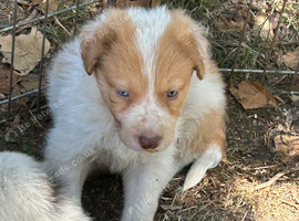 Stunning Border Collie pups