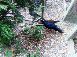 Edwards Pheasants for sale