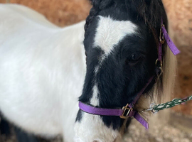 9 year old Cob gelding