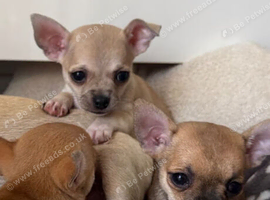 Gorgeous Chihuahua Puppies