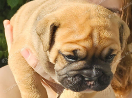 Beautiful English Bulldogs