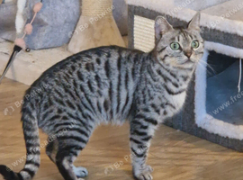 3 year old Bengal female