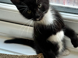 MALE KITTEN READY NOW