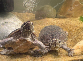 2 musk turtles looking for a new home