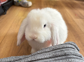 Bunny