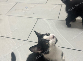 Boy kitten