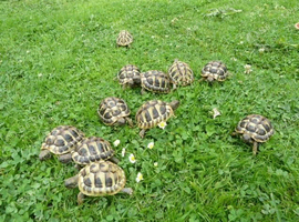 1 Year Old Hermanns Tortoises (T.H. Boettgeri)