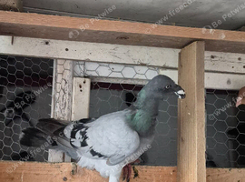 This birds for sale