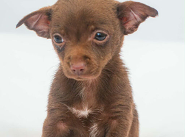 Female Chihuahuas