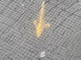 Pond fish