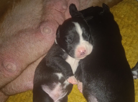 Pups ready now