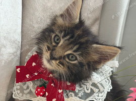 Maine coon kitten 1 brown girl left!!