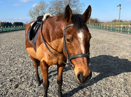 For share.15.1HH TB gelding   1/2 days per week