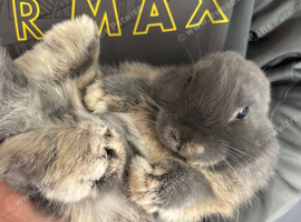6month old lop